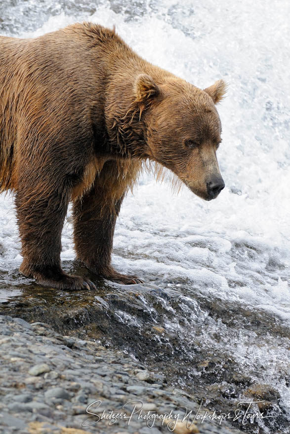 Dominant Grizzly bear in front of waterfall