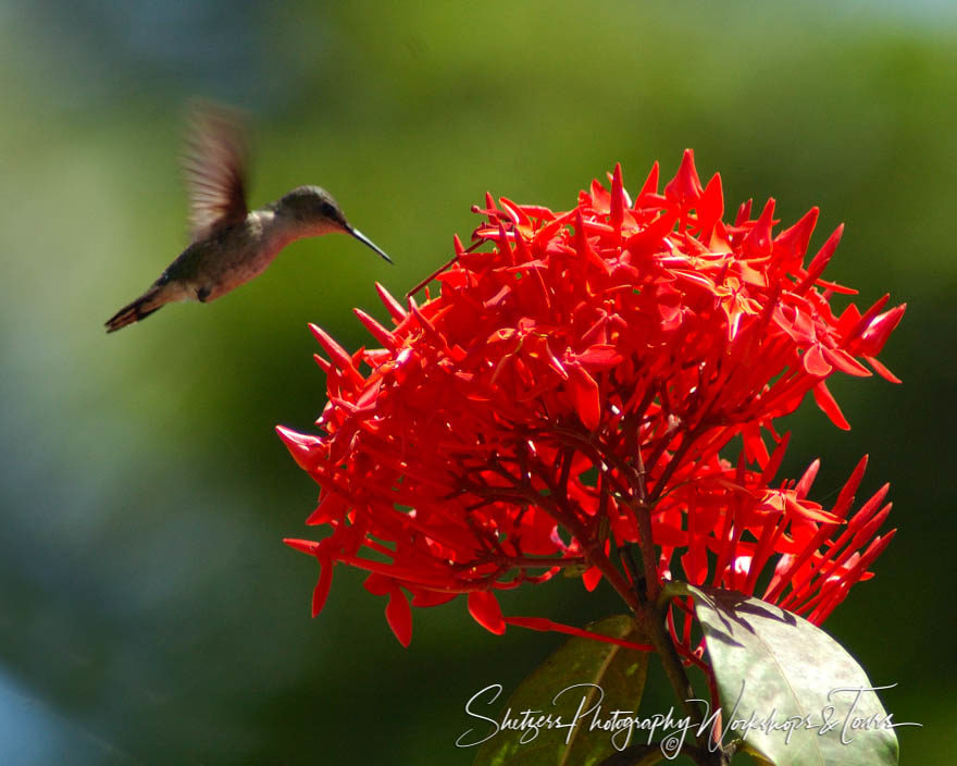 Dominican Hummingbird