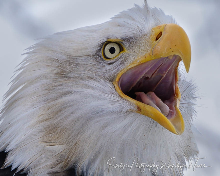 Eagle Scream