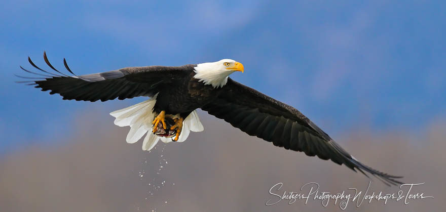Eagle Soaring with Salmon in Talons