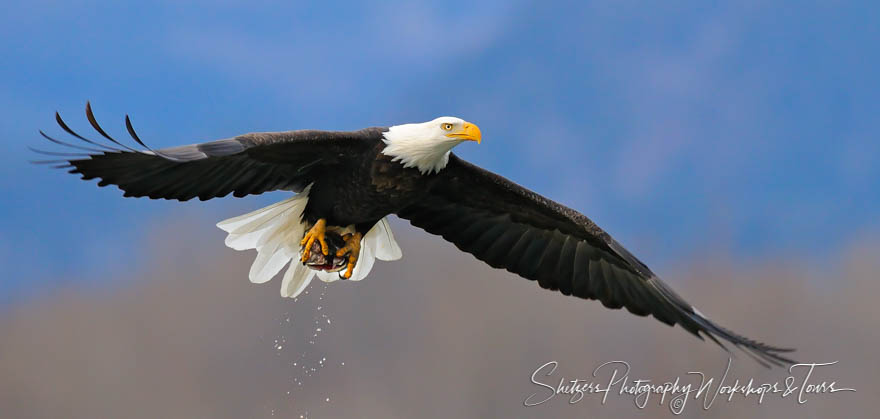 Eagle Soaring with Salmon in Talons 20101031 145700