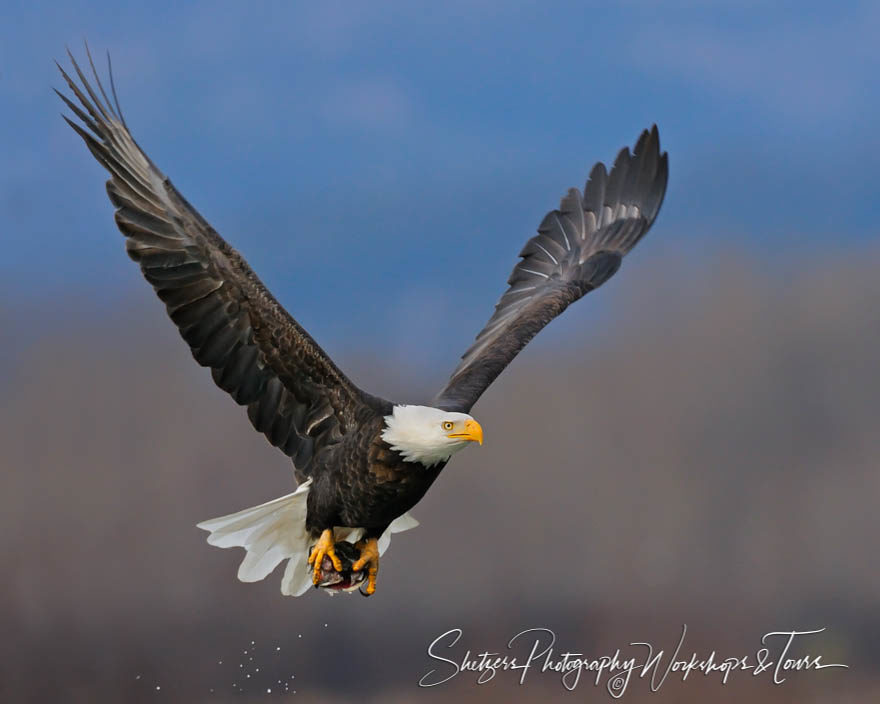 Eagle Soaring with Salmon in Talons with colorful mountains