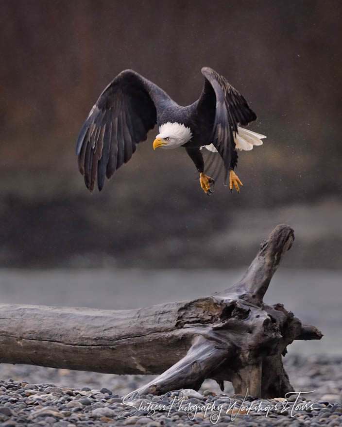 Eagle Takes Off Log