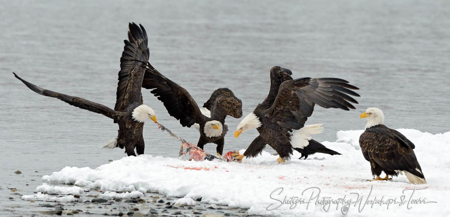 Eagle Talons holding on to Salmon