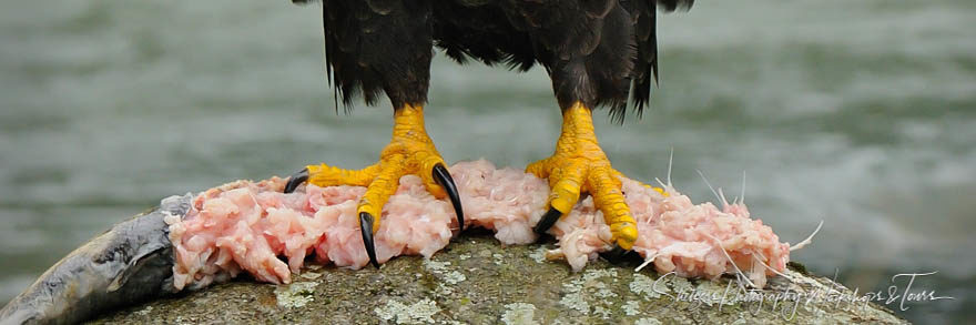 Eagle Talons with Salmon