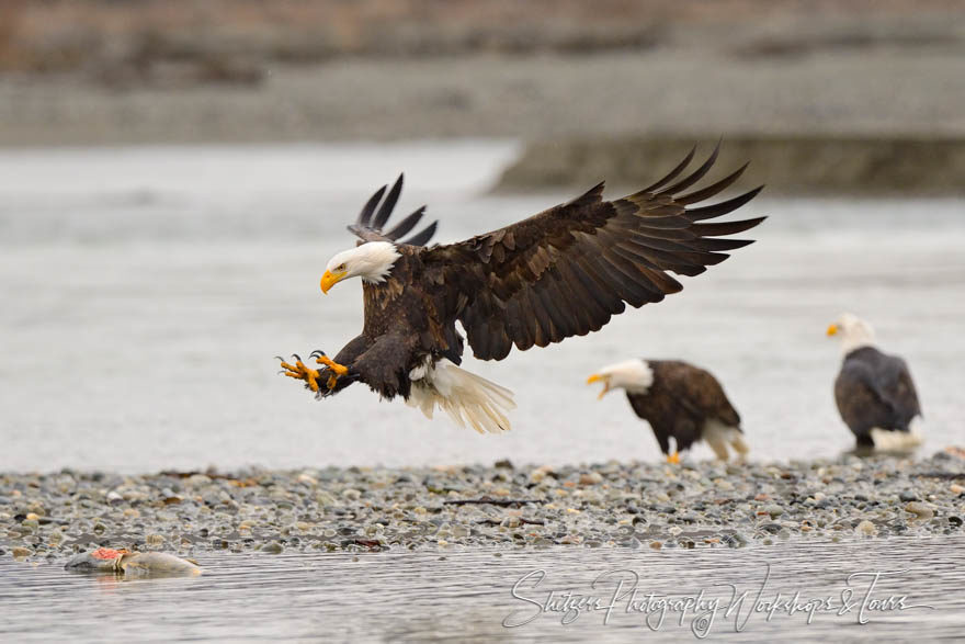 Eagle about to snatch fish in talons
