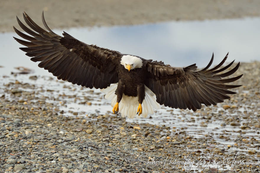 Eagle ascends from rocky beach