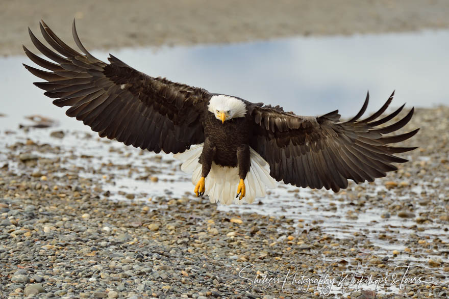 Eagle ascends from rocky beach 20131102 144510