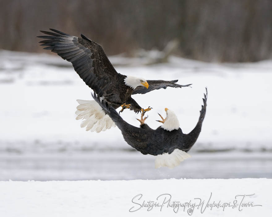 Eagle attack