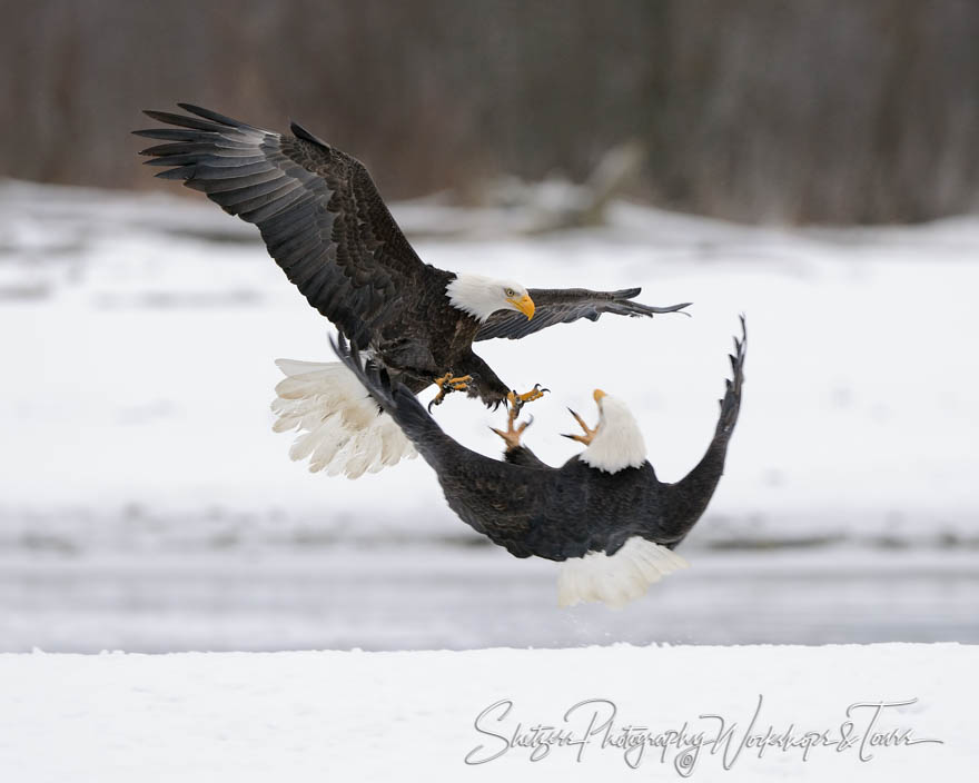 Eagle attack 20151127 100601