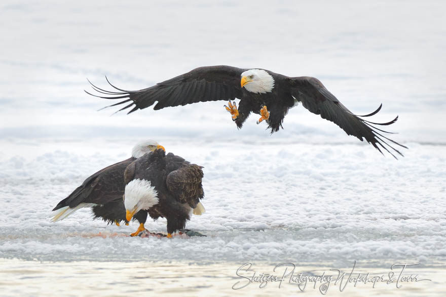 Eagle attacks unsuspecting eagle