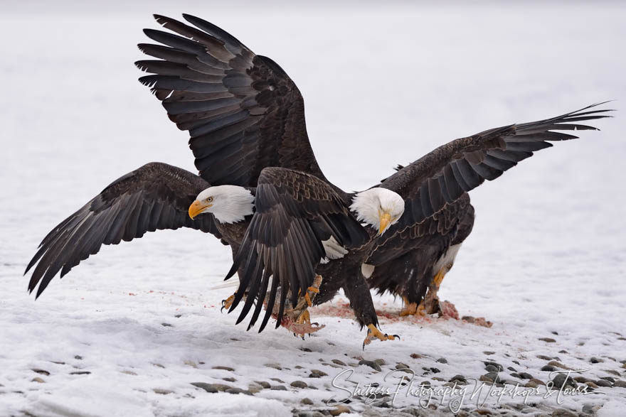 Eagle battle