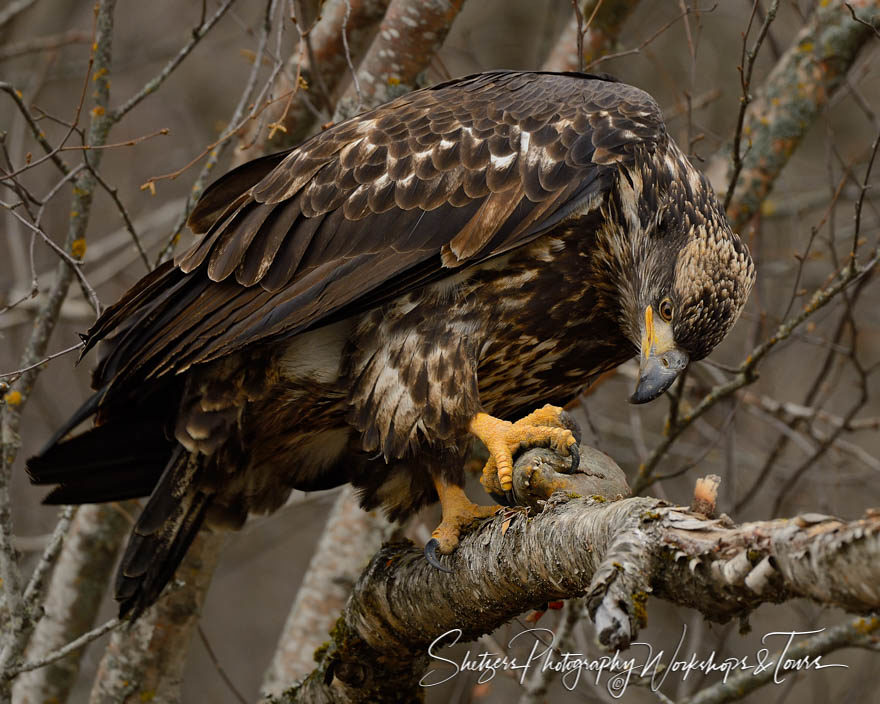 Eagle blends in while perched in the trees