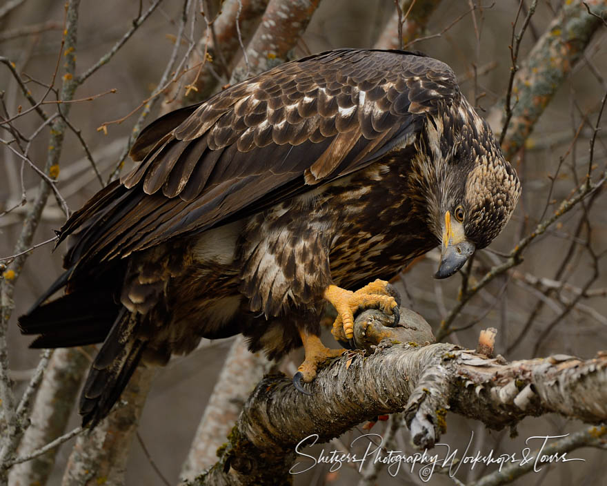 Eagle blends in while perched in the trees 20131114 111520