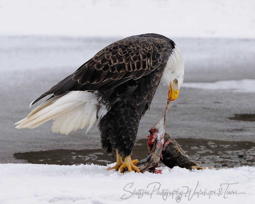 Eagle eats flesh of salmon on snowy riverbank