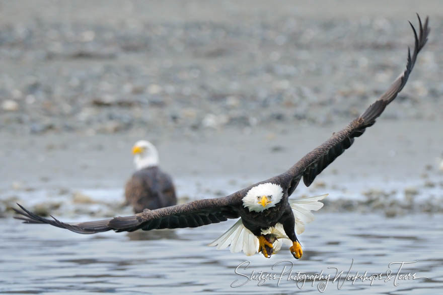 Eagle flies with at camera