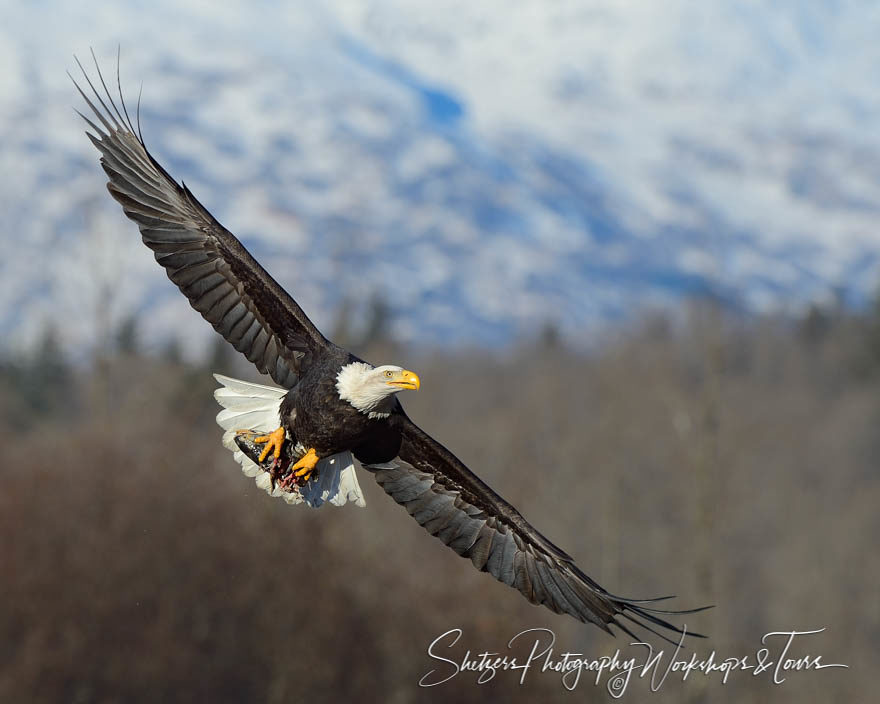 Eagle flies with salmon near mountains
