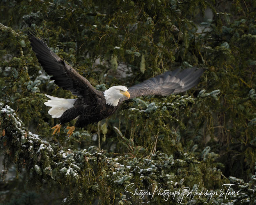 Eagle flight from evergreen tree in Haines, Alaska