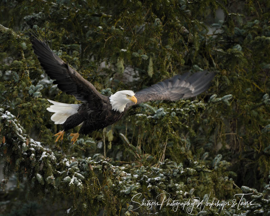 Eagle flight from evergreen tree in Haines Alaska 20161123 162302