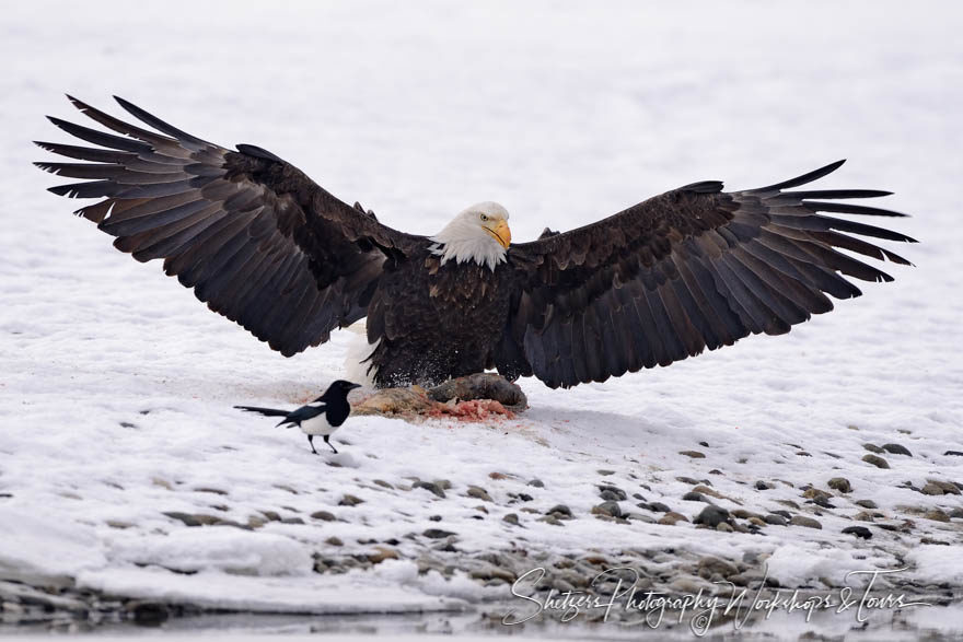 Eagle guarding its fish