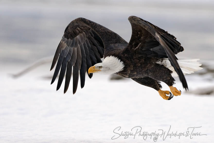 Eagle in flight closeup