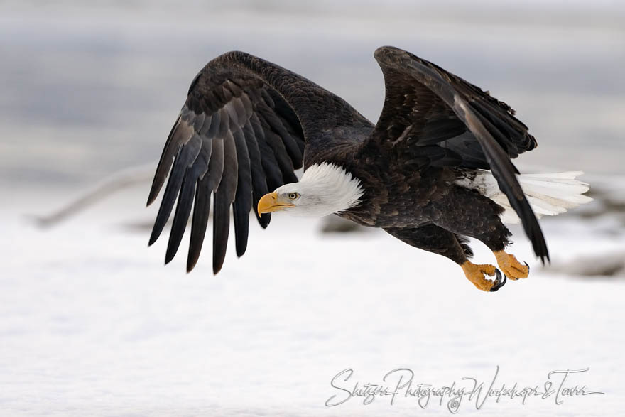 Eagle in flight closeup 20151126 130559