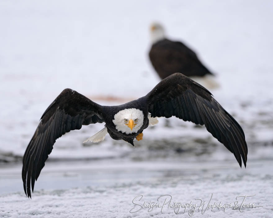 Eagle in flight looking at photographer