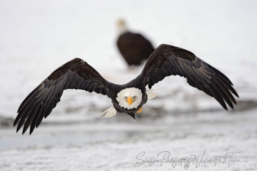 Eagle in flight straight on