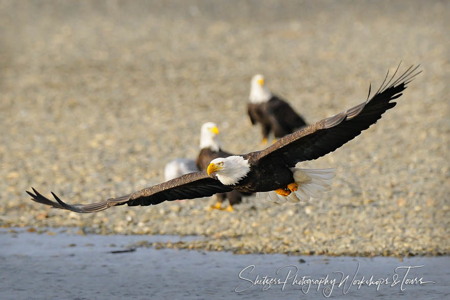 Eagle in flight with eagles in the background