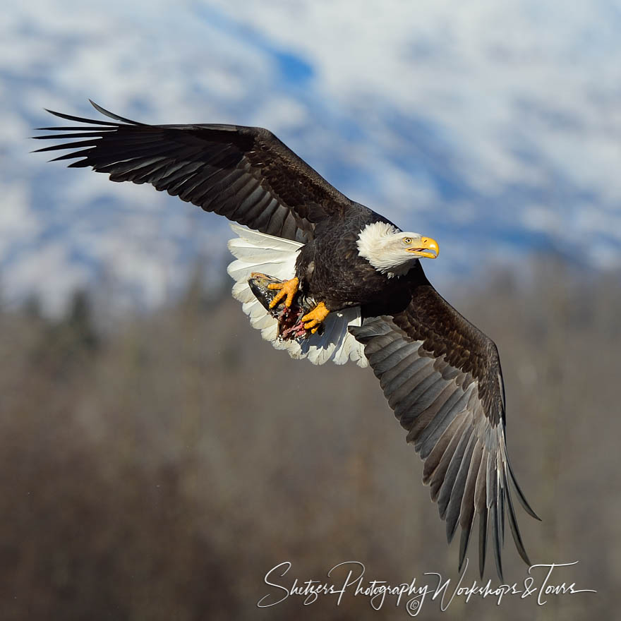 Eagle in flight with salmon its talons