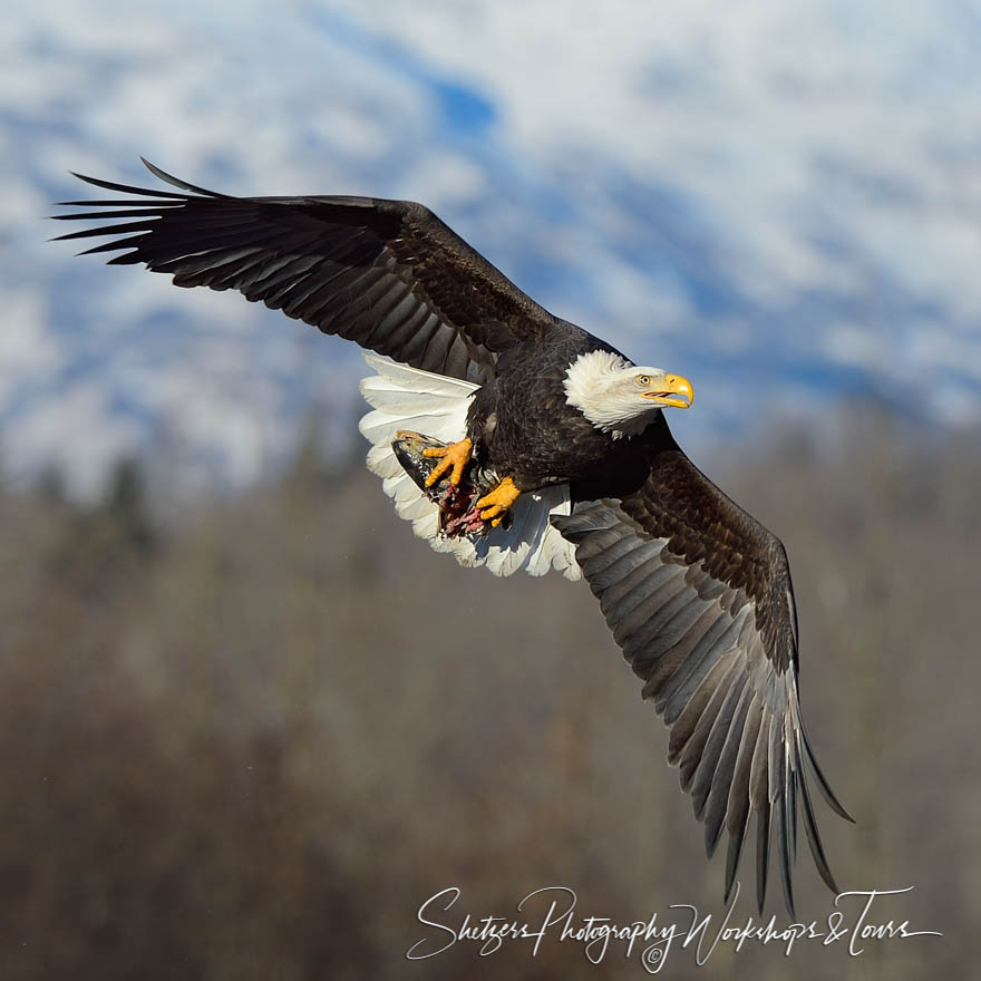 Eagle in flight with salmon its talons 20131108 101316