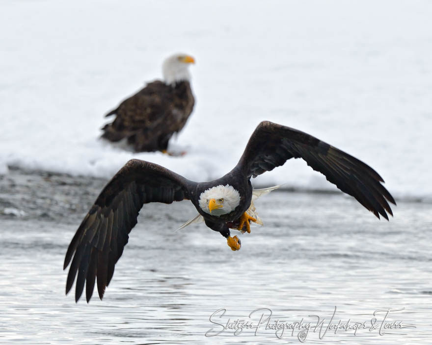 Eagle in flight with salmon scraps