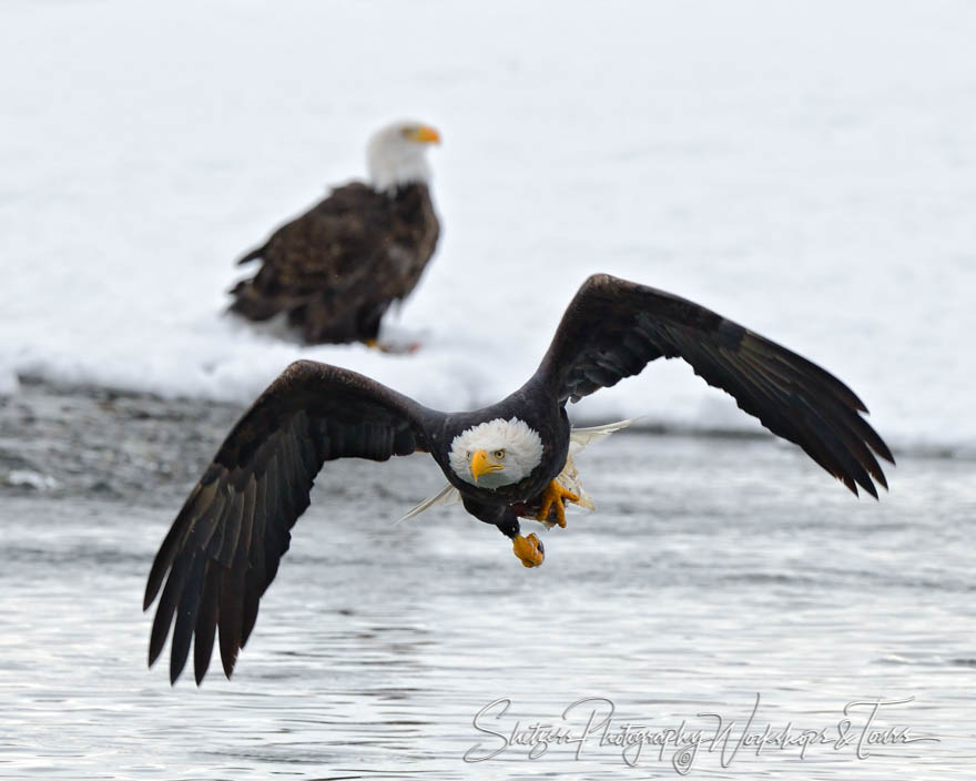 Eagle in flight with salmon scraps 20121113 140024