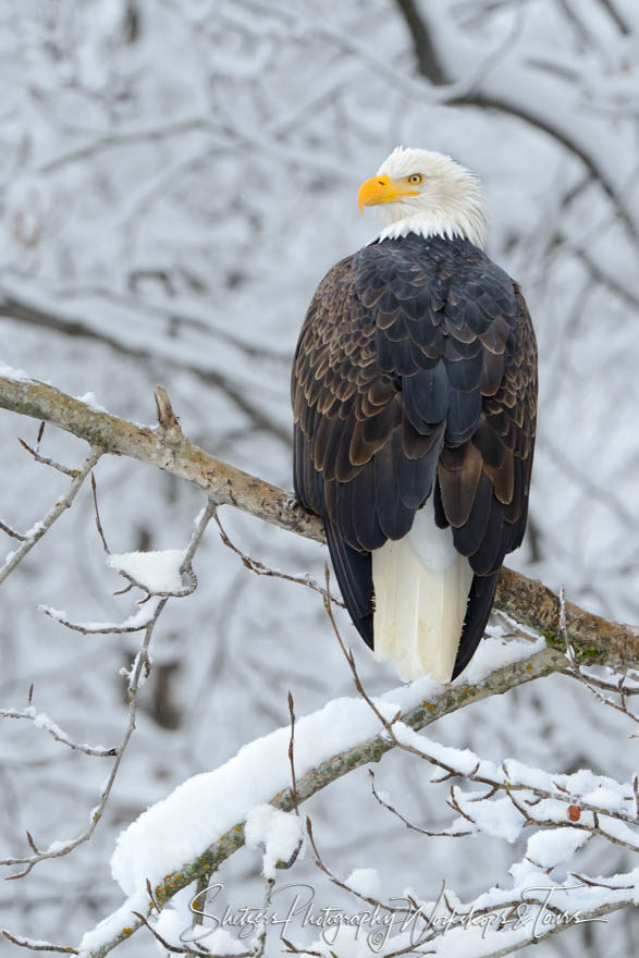 Eagle in snowy tree