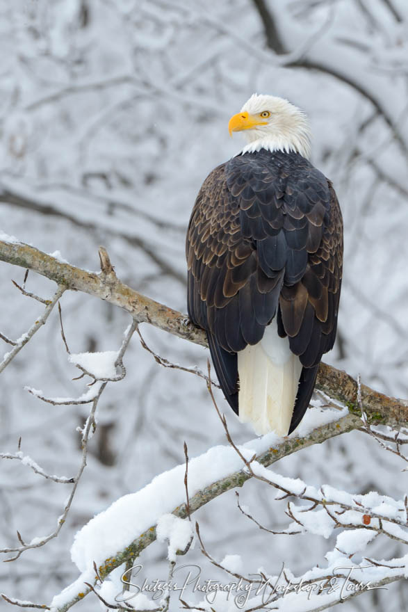 Eagle in snowy tree 20121113 130850