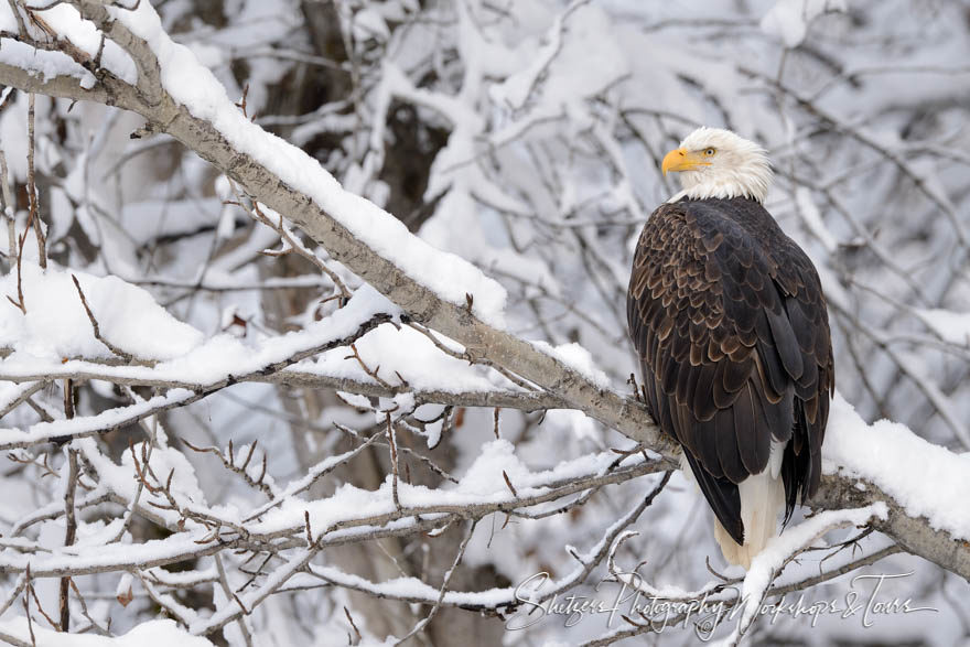 Eagle in the Snow