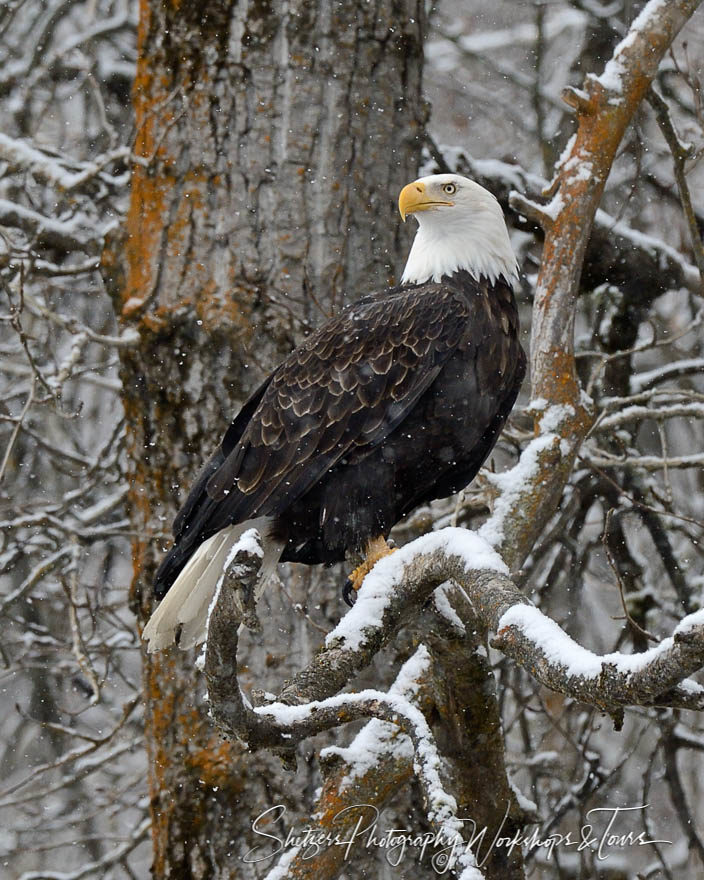 Eagle in the Trees