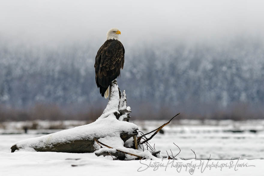 Eagle in the snow and mist