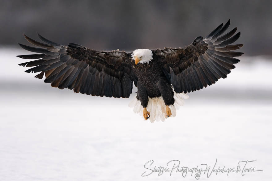 Eagle landing