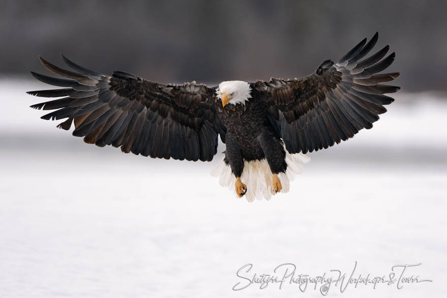 Eagle landing 20151126 133437