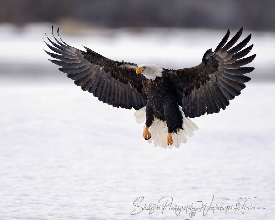 Eagle landing with wings outstretched