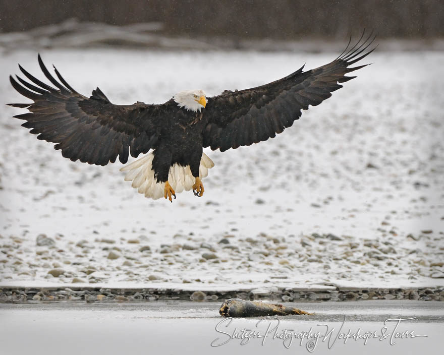 Eagle lands on fish in Alaska