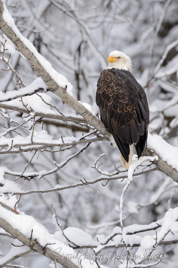 Eagle perched on snowy covered branch