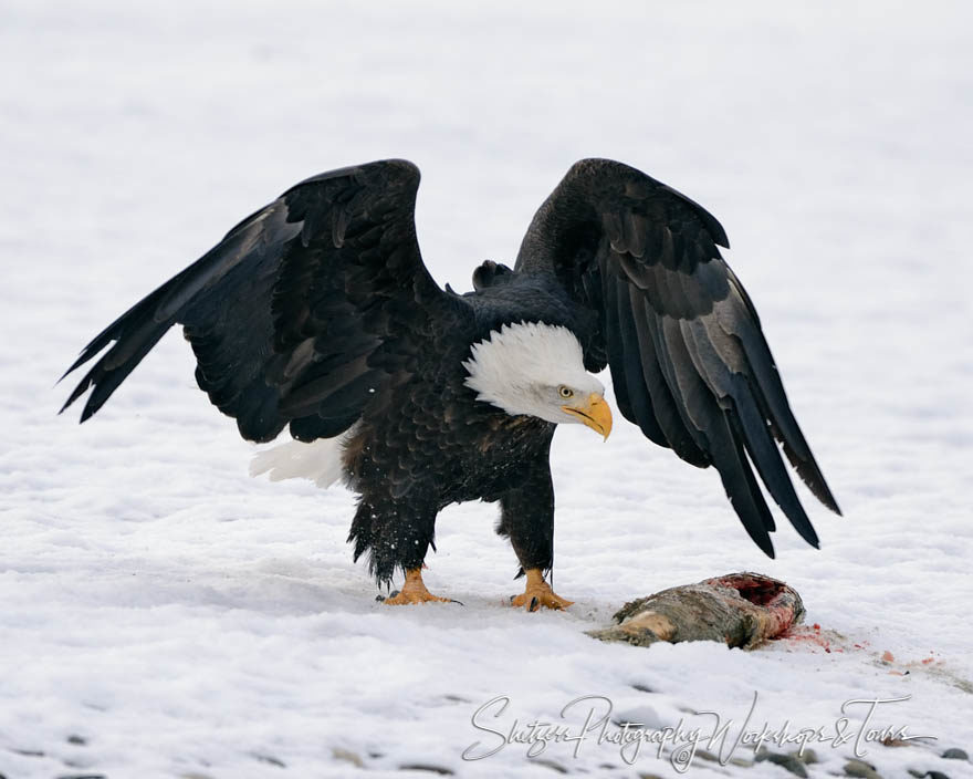 Eagle protecting its catch