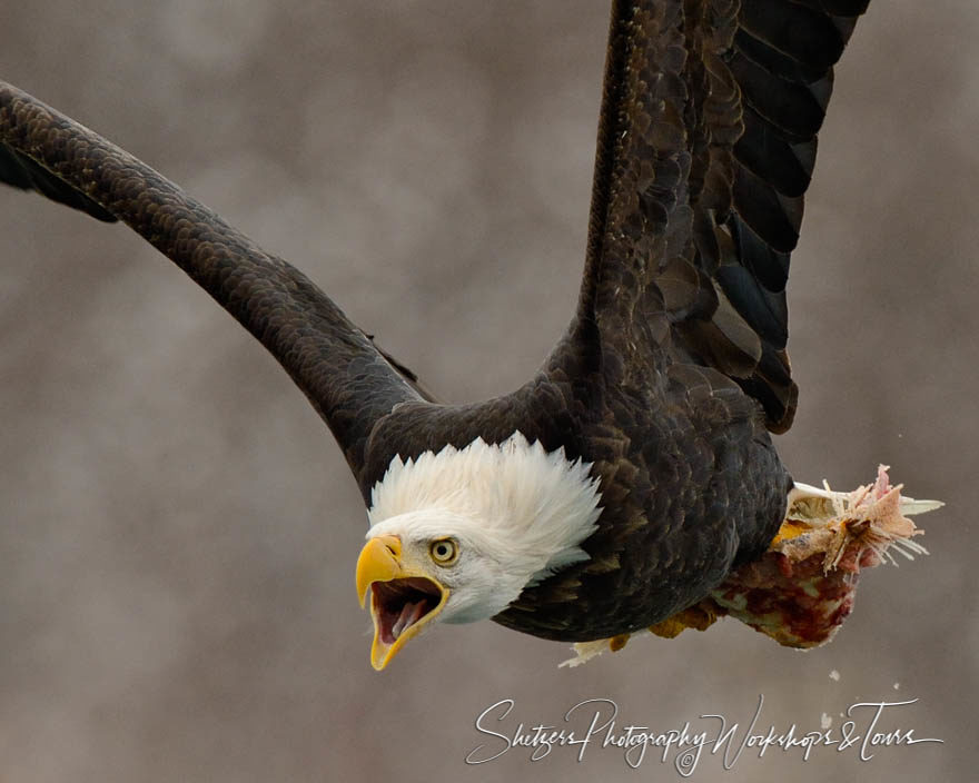 Eagle screams in flight with salmon