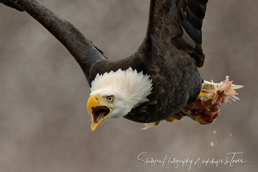 Eagle screams in flight with salmon Closeup