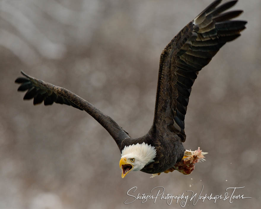 Eagle screams in flight with salmon leftovers