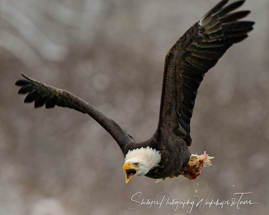 Eagle screams in flight with salmon leftovers 20121103 153052