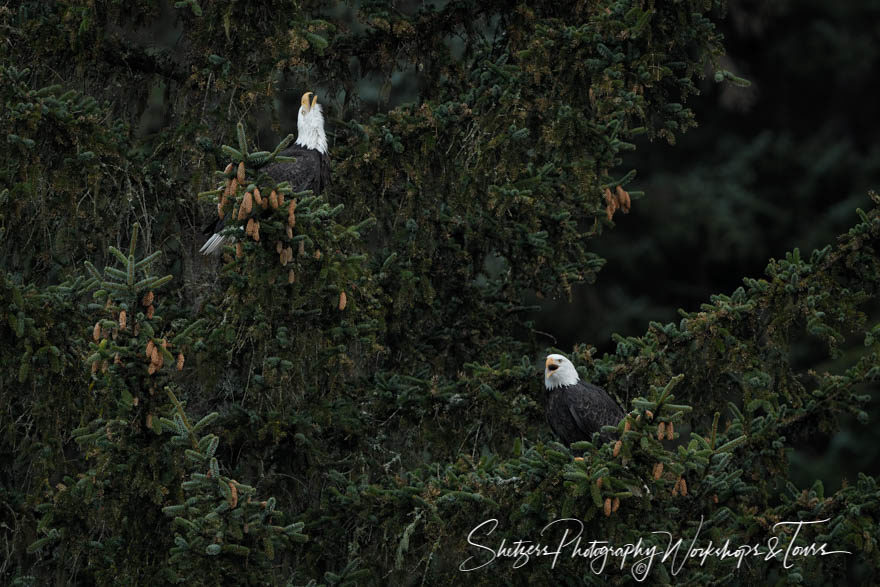 Eagle sounds of a mated pair of Alaskan eagles in the evergreen