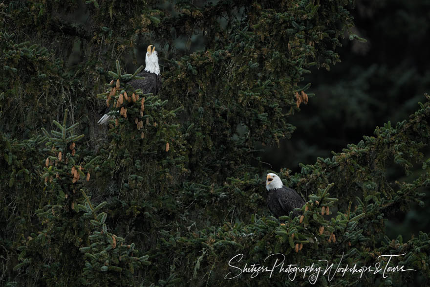 Eagle sounds of a mated pair of Alaskan eagles in the evergreen forest 20161116 175615